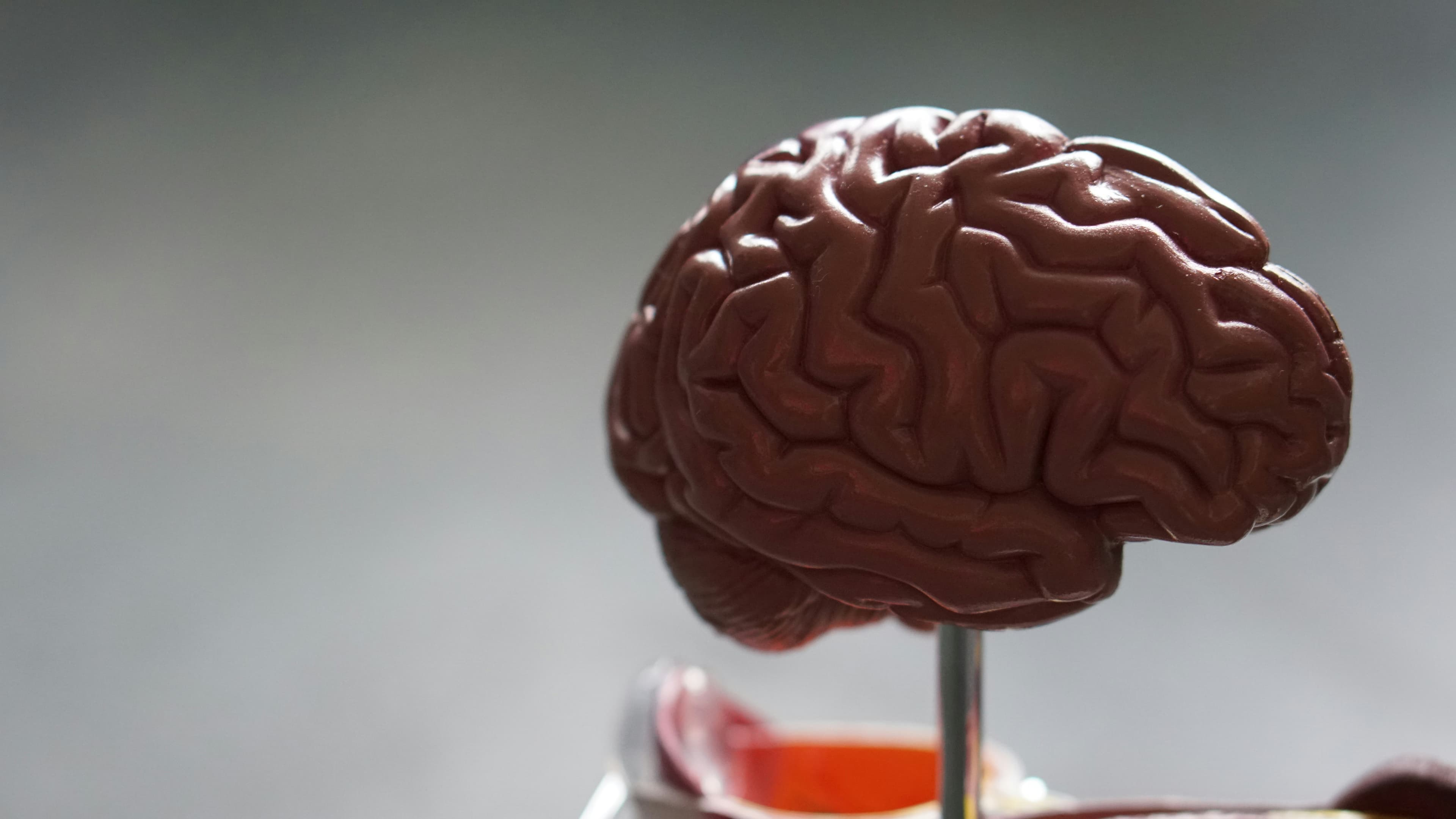 Brain structure and dream functions